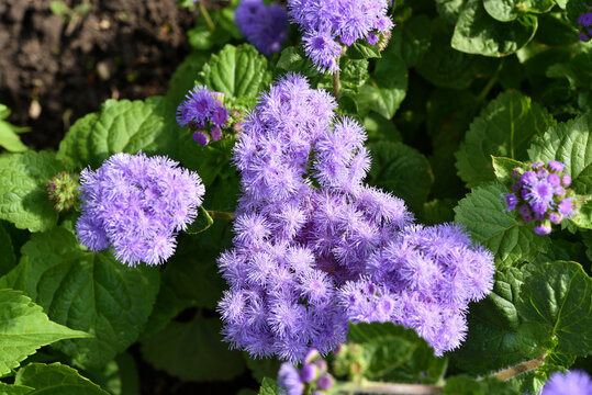 Purple flowers in the summer garden. Bush Ageratum conyzoides. Small ageratum flowers.