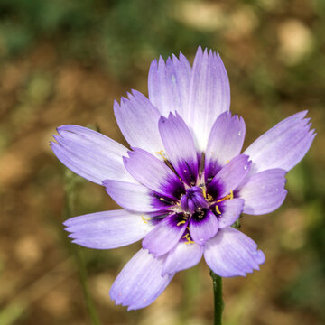 Catananche en fleur sur le causse M&eacute;jean &agrave; Fraissinet-de-Fourques, Loz&egrave;re, France