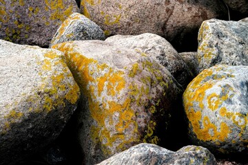 Yellow moss grows on rocks. Yellow fungus cyanobacteria, moss and crustacean lichen on the big stones. Stone surface and texture.