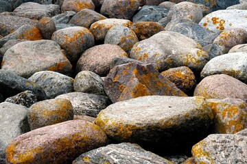 Yellow moss grows on rocks. Yellow fungus cyanobacteria, moss and crustacean lichen on the big stones. Stone surface and texture.
