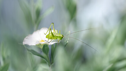 A tiny grasshopper ( Omocestus Viridulus )
