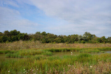 Tasdon swamp Nature Reserve in La Rochelle city