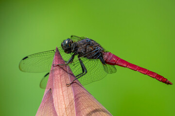 close up of a dragonfly on a lotus flower