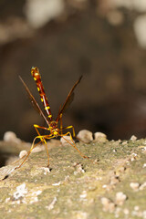 腰を高く上げて長い産卵管を木に刺すオオホシオナガバチのメス（自然光＋ストロボ・マクロ撮影）