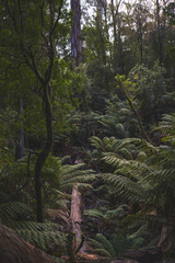 GREAT OCEAN ROAD MELBOURNE AUSTRALIA