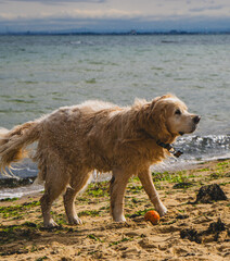 DOG MELBOURNE AUSTRALIA GOLDEN RETRIEVER BEACH