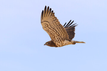 Short-toed snake eagle Circaetus gallicus in flight, blue sky natural background, portrait, closeup	