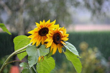 Big sunflower in the rain