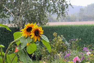 Big sunflower in the rain