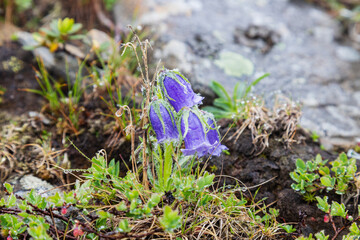 Wild flowers in the mountains