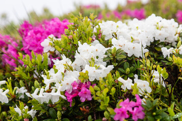 Carpathian rhododendron flowers