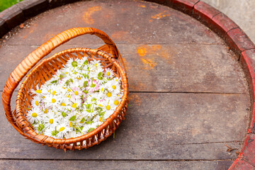 Small child's basket with picked flowers of white Daisies
