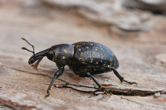 Closeup on a large dark weevil, Liparus germanus, a parasite on cow parsnip, Heracleum sphondylium