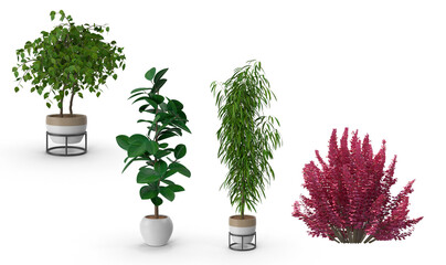 plants in a pot on transparent background