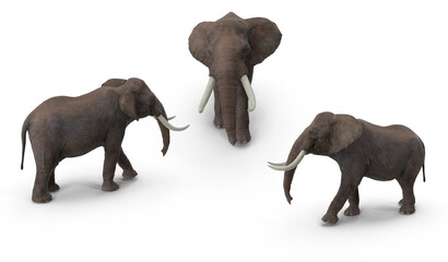 elephants on transparent background