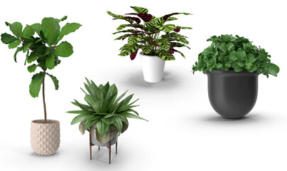 Obraz premium plant in flowerpot on transparent background