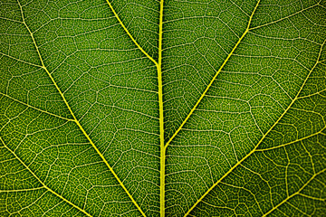 Green leaves texture for background