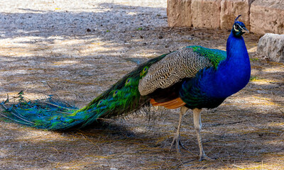 Pavos reales en castillo de Cartagena, Murcia, Espa&ntilde;a