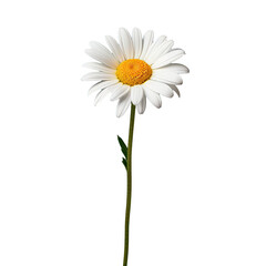 A single white daisy blossom standing alone on a backdrop with a slender stem and side perspective