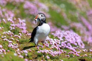 Cute puffin seabird 
