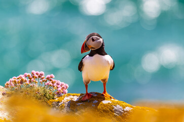 Image of Atlantic Puffin seabird standing on rock facing camera. Full height front bird. Bokeh background of ocean sea. "Fratercula arctica" also "Common Puffin". Saltee Islands, Ireland. printed on Printed Glass Basin Splashbacks