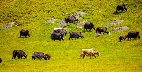 A herd of yaks graze in the mountains. Himalayan big yak in a beautiful landscape. Hairy cow cattle wild animal in nature in Tibet. Sunny summer day in the wild. Farm animal in Nepal and Tibet.