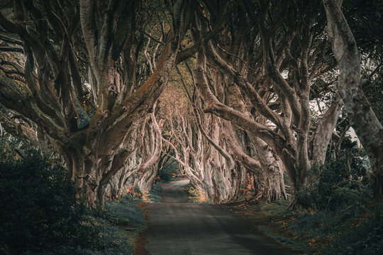 Dark Hedges, ireland, tree, antrim, Trono di Spade,  forest, nature, green, trees, wood, autumn, outdoors, alberi, foresta, natura, verde, alberi, boschi, autunnale, boschi, rami, foglia, fogliame, er