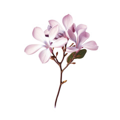 Flower of lilac color