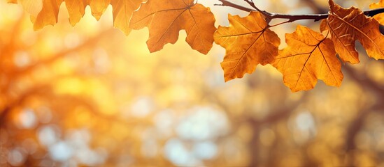 Naklejka na ściany i meble Autumn park with oak tree leaves Fall background Beautiful landscape
