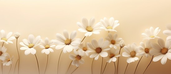 Chic chamomile daisy flowers pattern with shadows on neutral backdrop and copy space