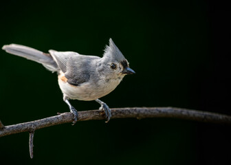A super closeup photo of a Tufted Titmouse perching on a branch