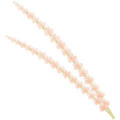 flower in the stem isolated on transparent background 