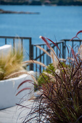 Red grass bathed in sunlight with softly focused sea view background. Planters on a terrace overlooking the blue sea. Holiday concept editorial photo. 