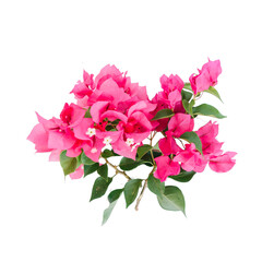 Fototapeta na wymiar pink flowers transparent background