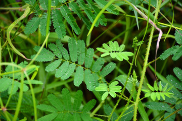 Mimosa pudica sensitiva with water drops | Tahiti | French Polynesia
