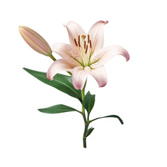 Obraz premium Lily flower and buds alone on transparent background
