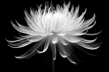 Schilderijen op glas x-ray of chrysanthemum flower on black background, minimalist © World of AI