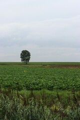 a green sugar beet field with one tree and a seawall and a white sky