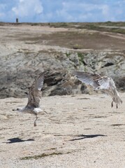 seagulls on the beach ready to fly 