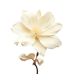 Isolated white flower on transparent background