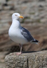 seagull on rock