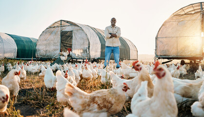 Chicken, farmer and portrait of black man doing agriculture on sustainable or organic poultry farm...