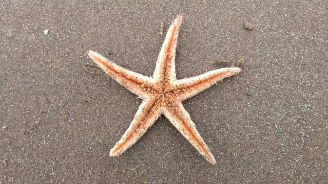 Starfish, Comb Sea Star (Astropecten polyacanthus) on the sand by the ocean