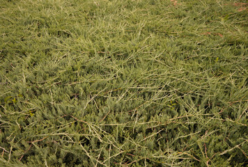 Bright green thorny branches of coniferous pine close-up. Young branches of a coniferous plant, juniper. Image in the background.
