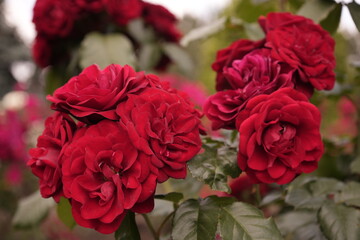 Blooming red velvet rose close-up. Beautiful floral background pattern.