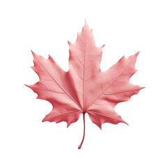 Obraz premium Maple tree leaf