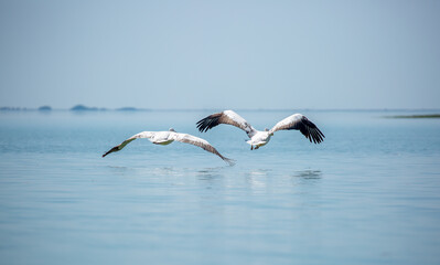 Flying pelicans in the blue sky. Waterfowl at the nesting site. A flock of pelicans walks on a blue lake.