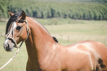 cavalos © Fagner Almeida