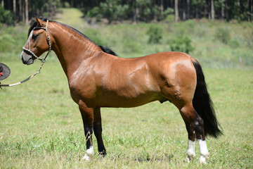 cavalos © Fagner Almeida