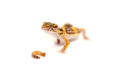 Lizard Eublefar on a white background. Exotic animal as a pet.